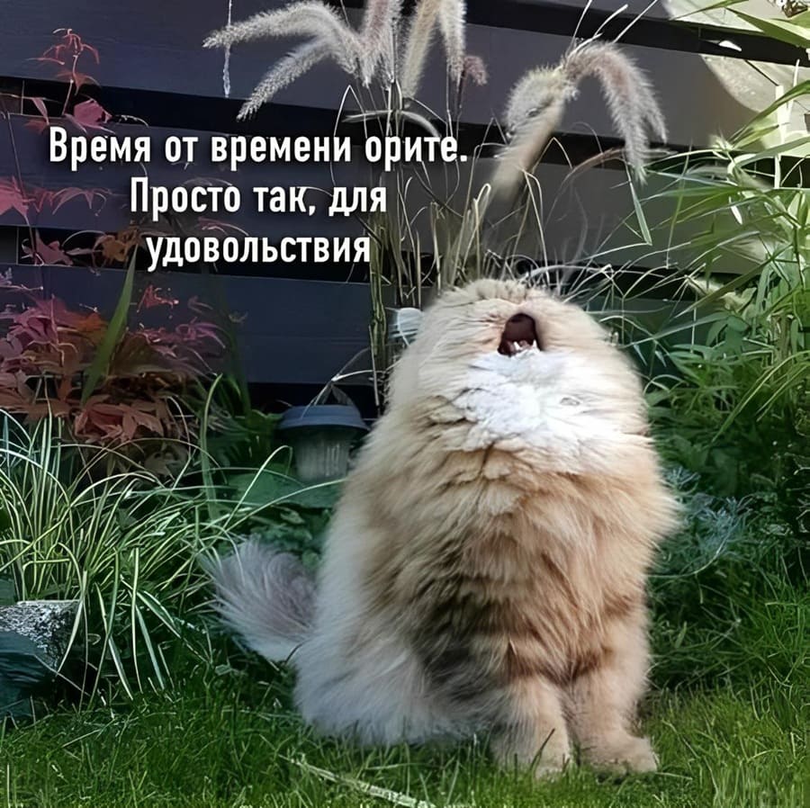 Время от времени орите.
Просто так, для удовольствия.