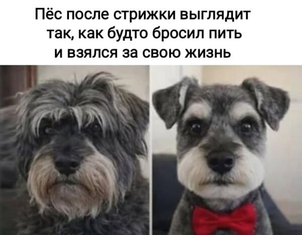 Пёс после стрижки выглядит так, как будто бросил пить и взялся за свою жизнь.