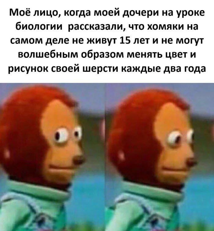 Моё лицо, когда моей дочери на уроке биологии рассказали, что хомяки на самом деле не живут 15 лет и не могут волшебным образом менять цвет и рисунок своей шерсти каждые два года.