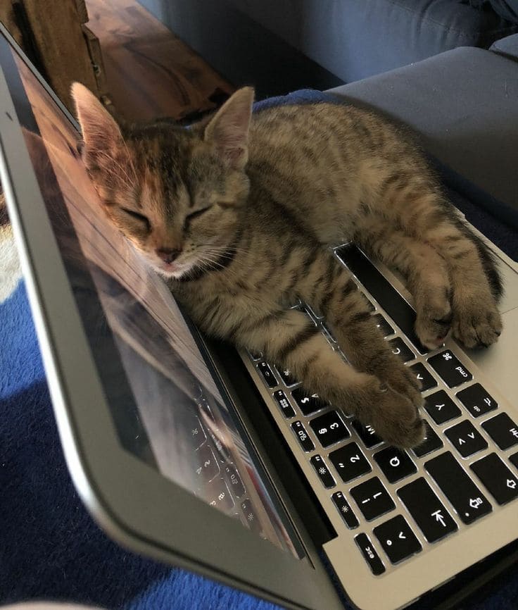 *Спящий на ноутбуке котик*