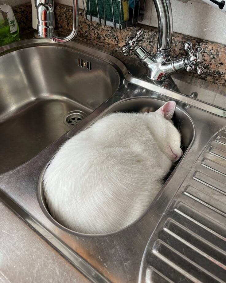 *Спящий котик в раковине*
