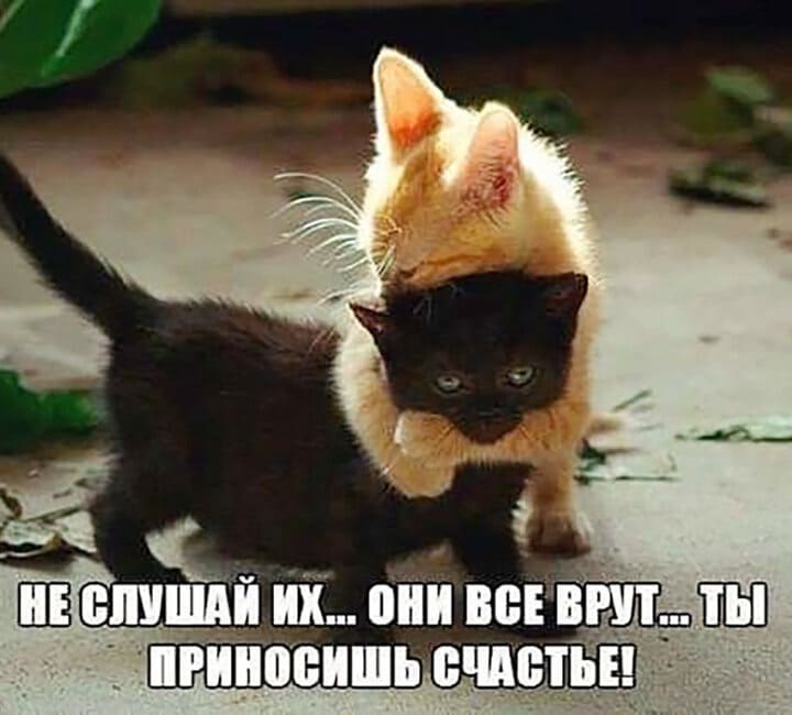 Рыжий котик говорит чёрному:
– Не слушай их... Они всё врут... Ты приносишь счастье!