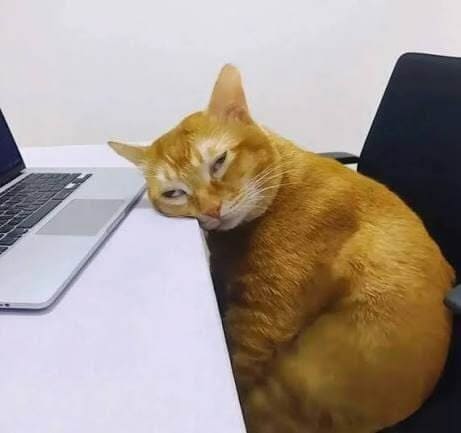 *Спящий котик за столом*