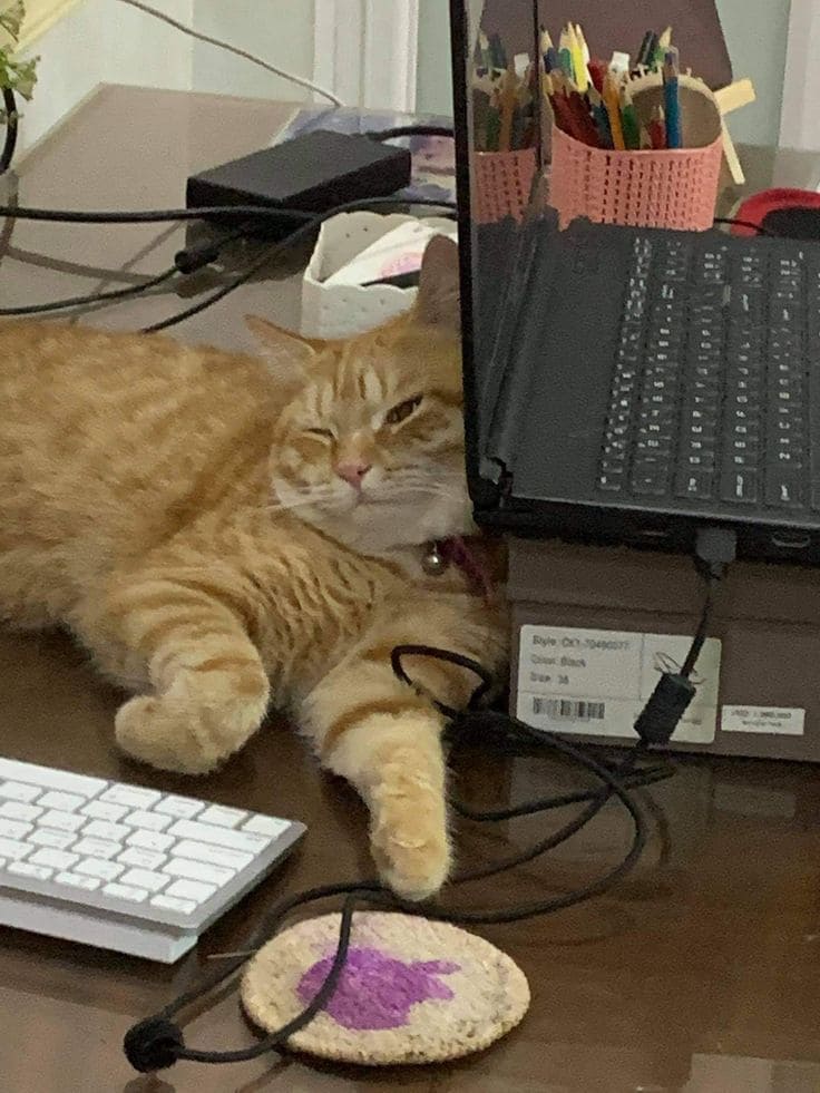 *Рыжий кот на грани засыпания*