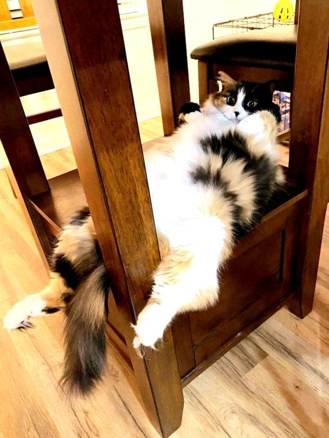 *Планомерный кошачий отход ко сну*