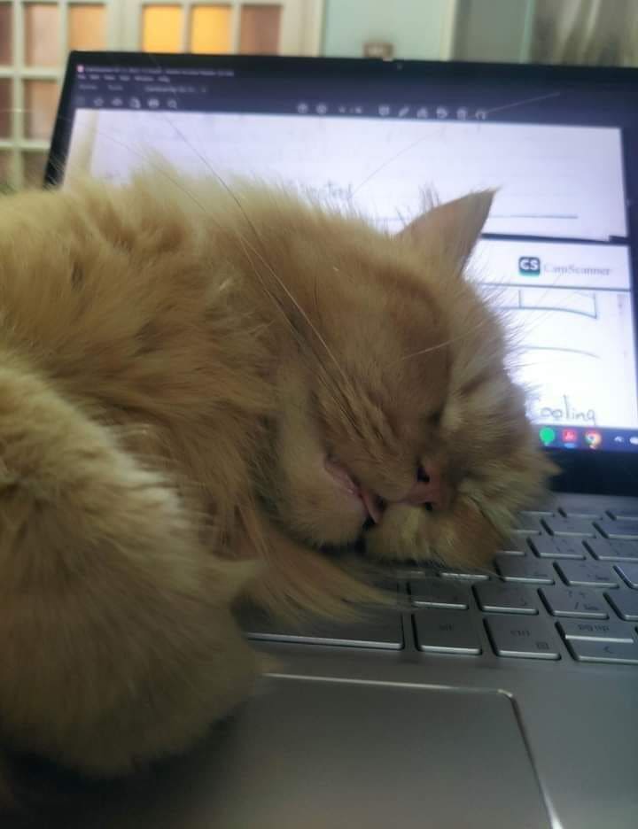 *Уснувший на ноутбуке пушистый котик*