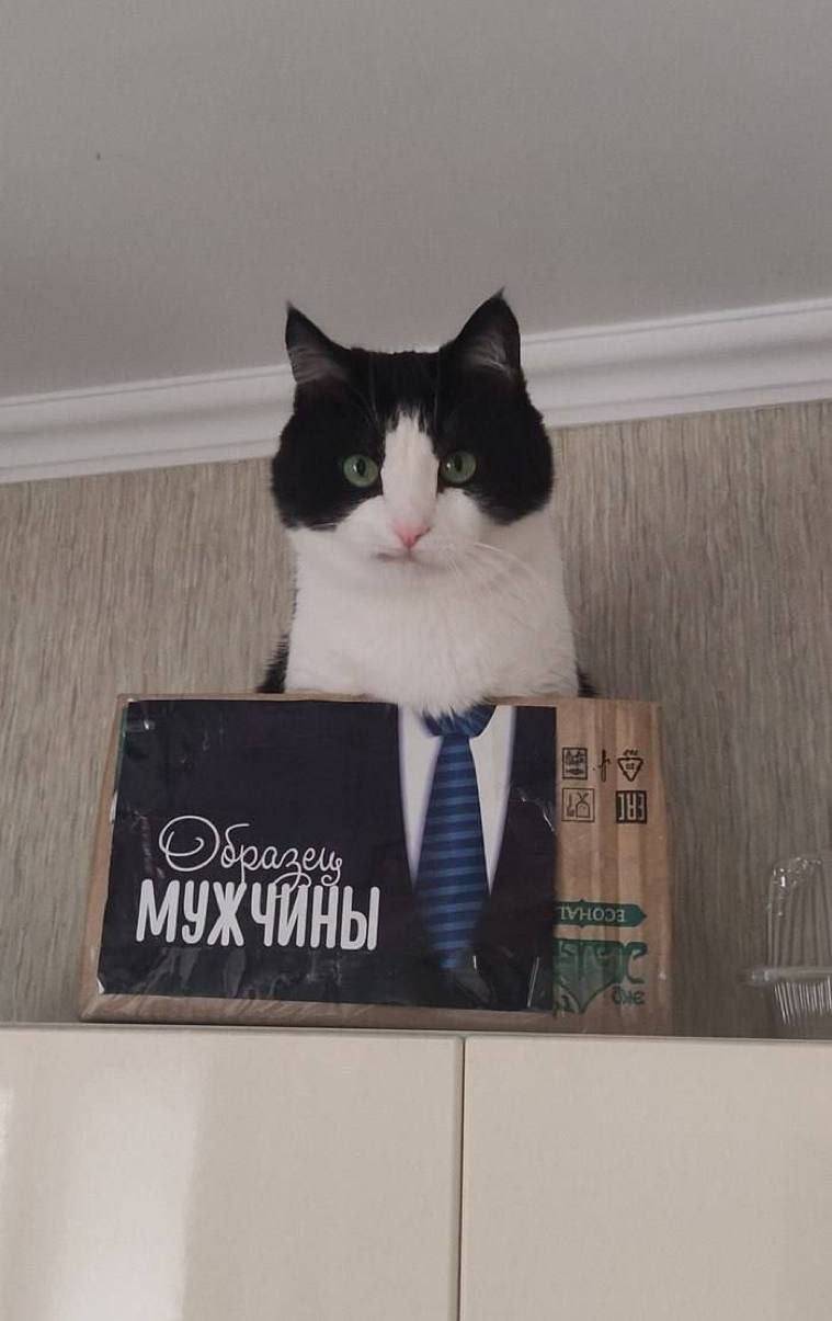 *Кот в коробке*