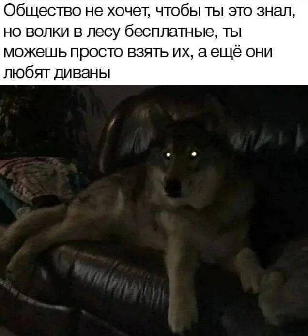 Общество не хочет, чтобы ты это знал, но волки в лесу бесплатные, ты можешь просто взять их, а ещё они любят диваны.