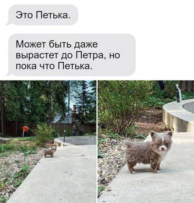 Это Петька. Может быть даже вырастет до Петра, но пока что Петька.
