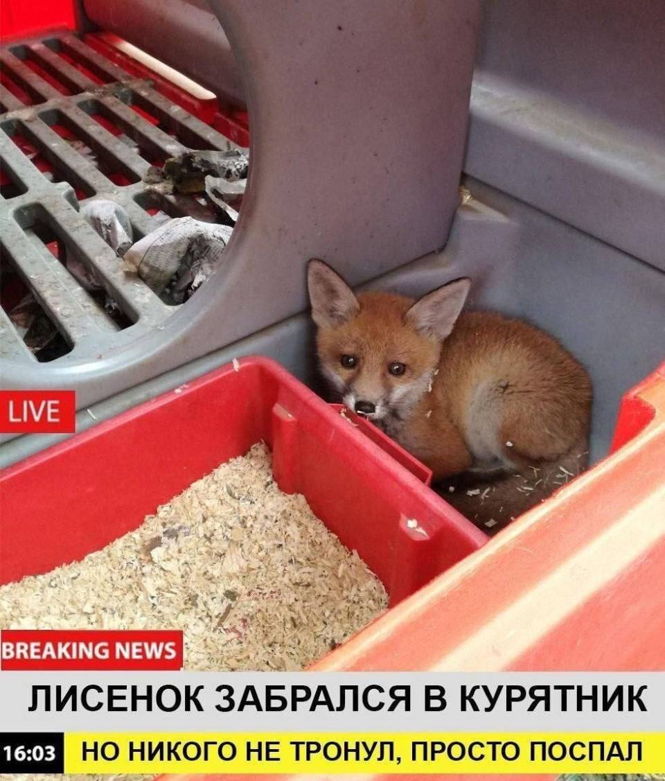 BREAKING NEWS!
ЛИСЕНОК ЗАБРАЛСЯ В КУРЯТНИК, НО НИКОГО НЕ ТРОНУЛ, ПРОСТО ПОСПАЛ.