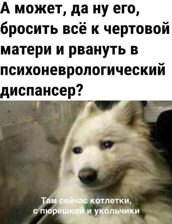 А может, да ну его, бросить всё к чертовой матери и рвануть в психоневрологический диспансер?
Там сейчас котлетки, с пюрешкой и укольчиками.
