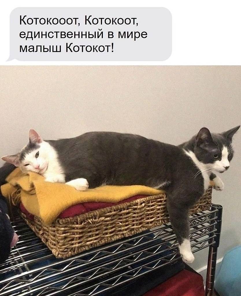 Котокооот, Котокоот, единственный в мире малыш Котокот!