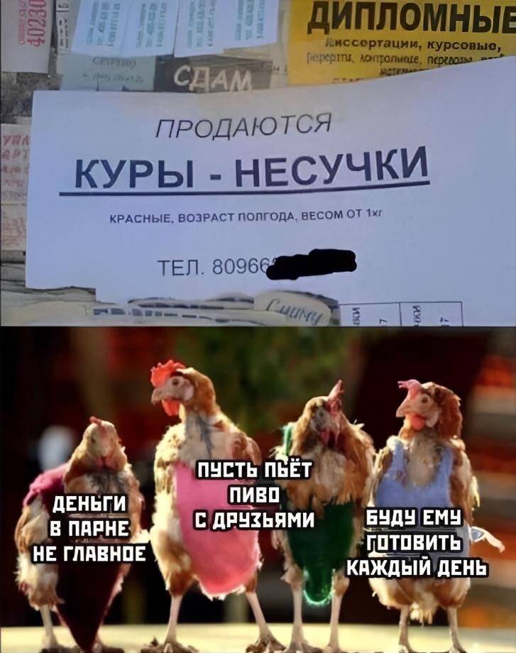 *Куры – несучки!*
Деньги в парне не главное.
Пусть пьёт пиво с друзьями.
Буду ему готовить каждый день.
