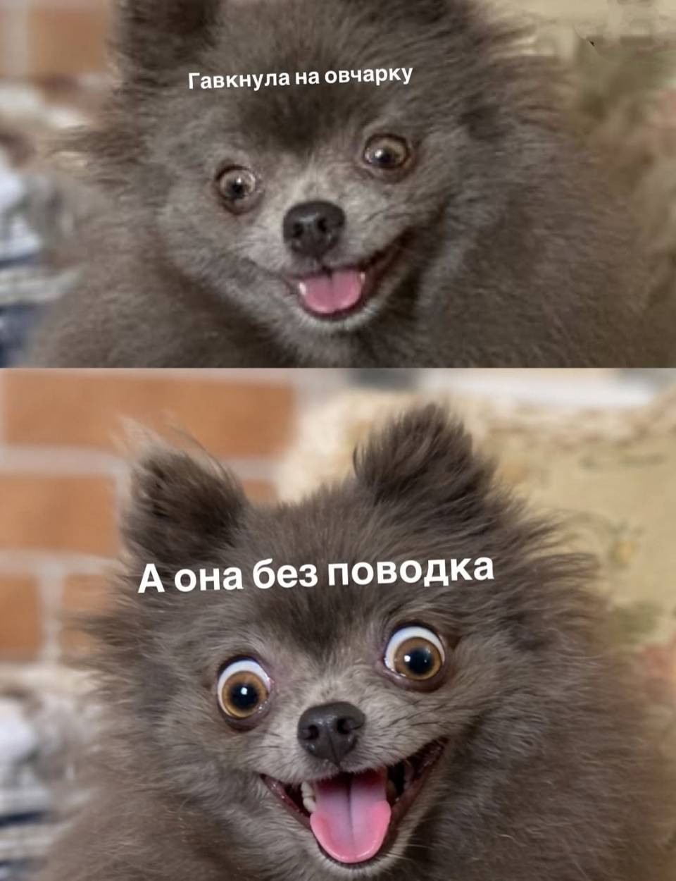 *Гавкнула на овчарку*
*А она без поводка*