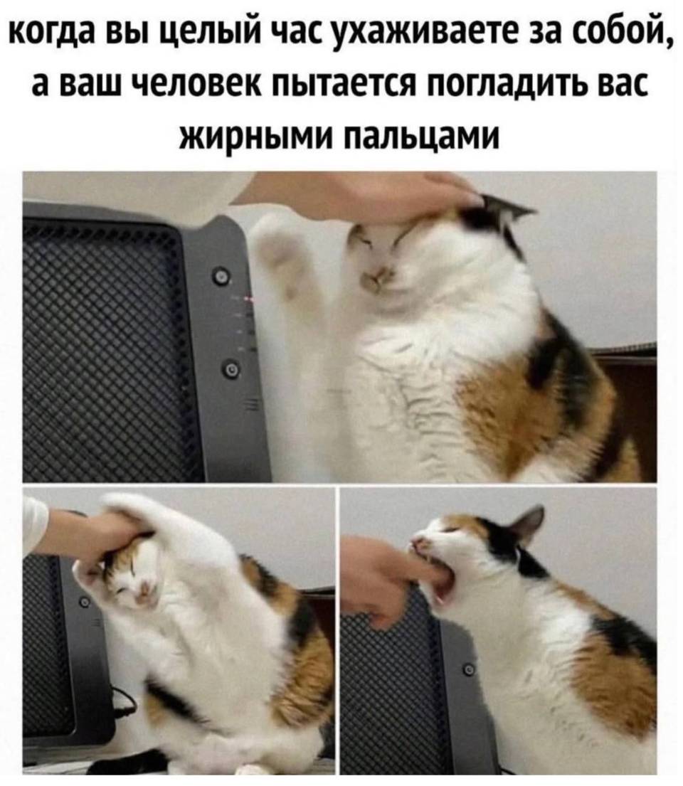 Когда вы целый час ухаживаете за собой, а ваш человек пытается погладить вас жирными пальцами.