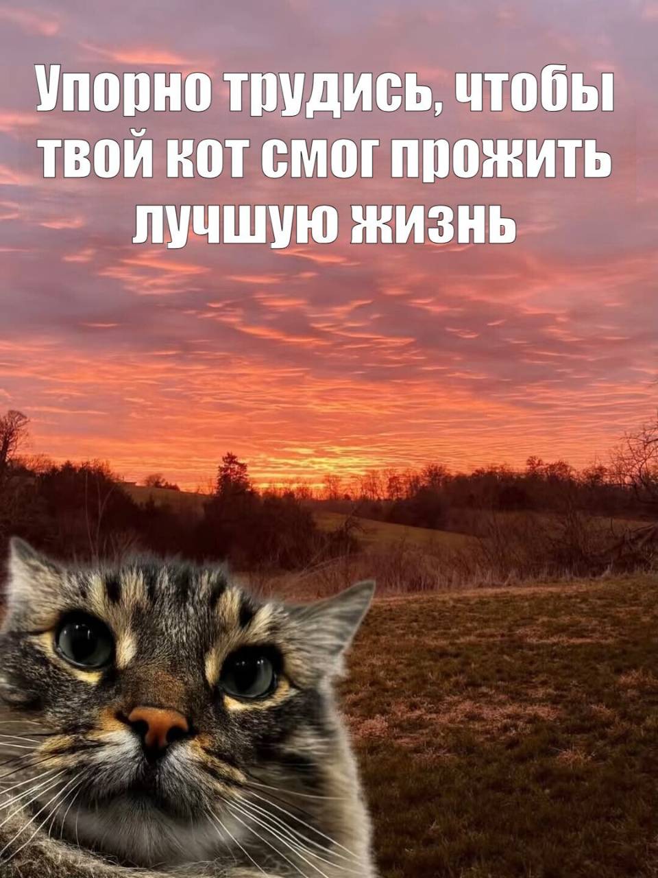 Упорно трудись, чтобы твой кот смог прожить лучшую жизнь.