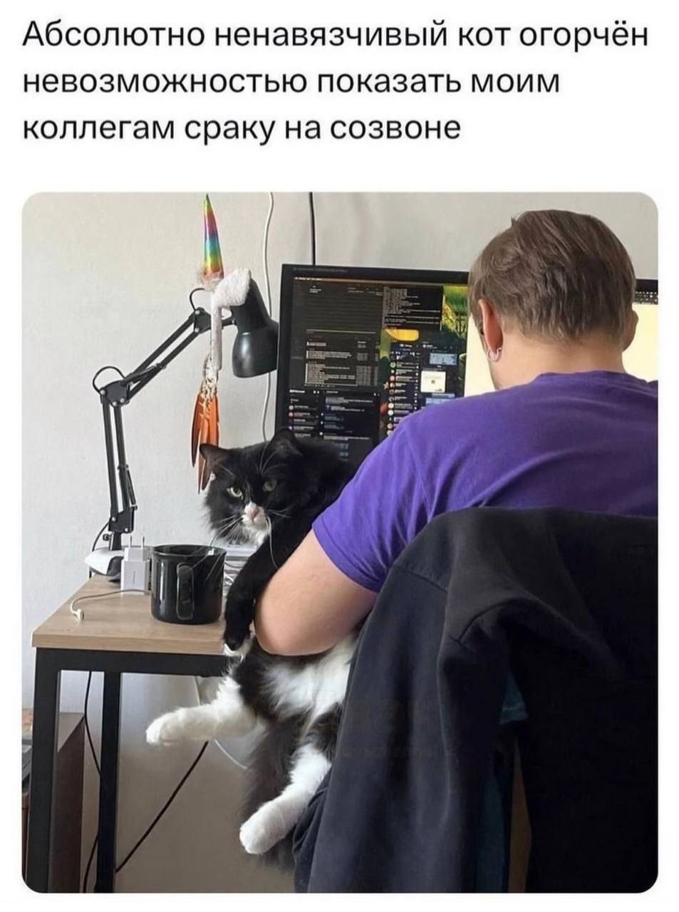 Абсолютно ненавязчивый кот огорчён невозможностью показать моим коллегам сраку на созвоне.