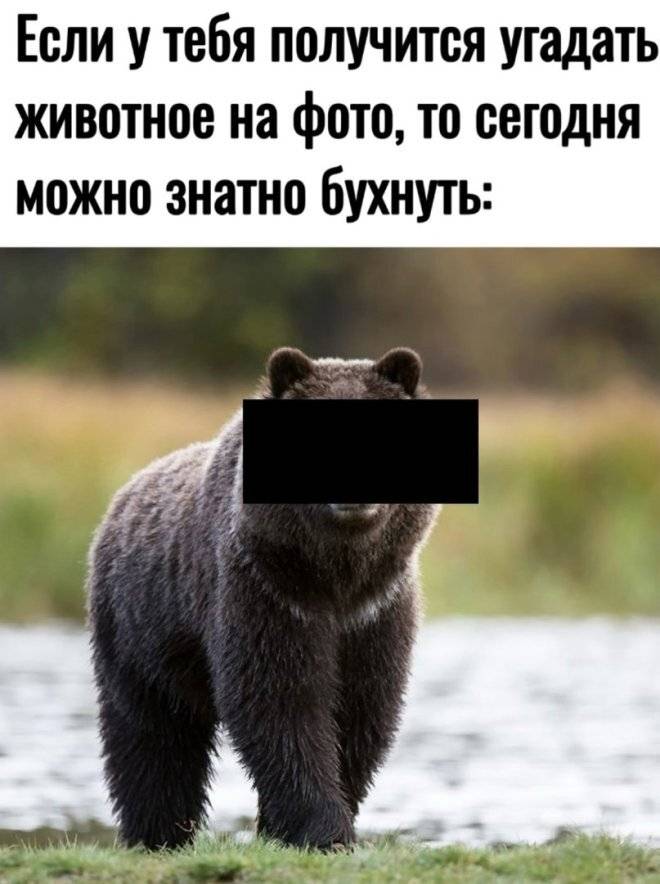 Если у тебя получится угадать животное на фото, то сегодня можно знатно бухнуть!