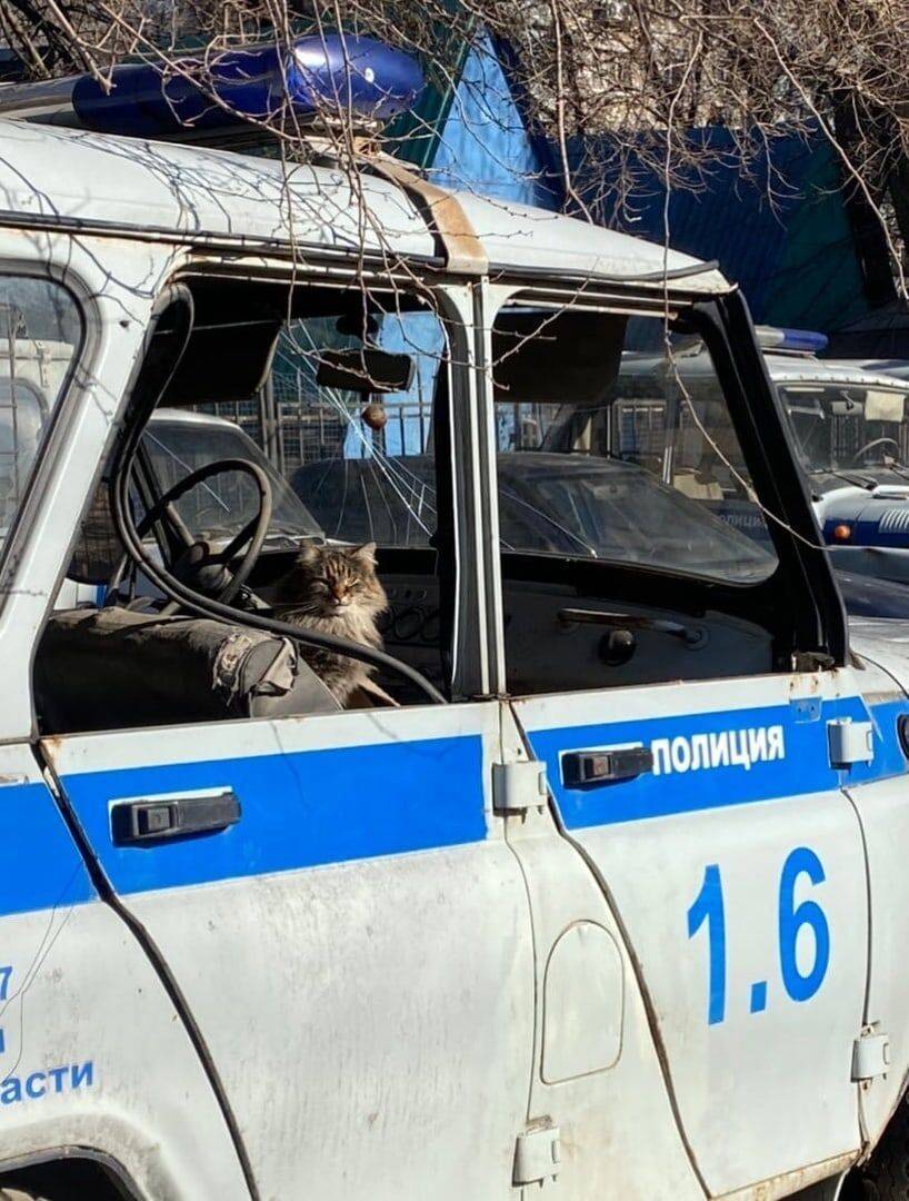 *Кот в полицейском автомобиле*