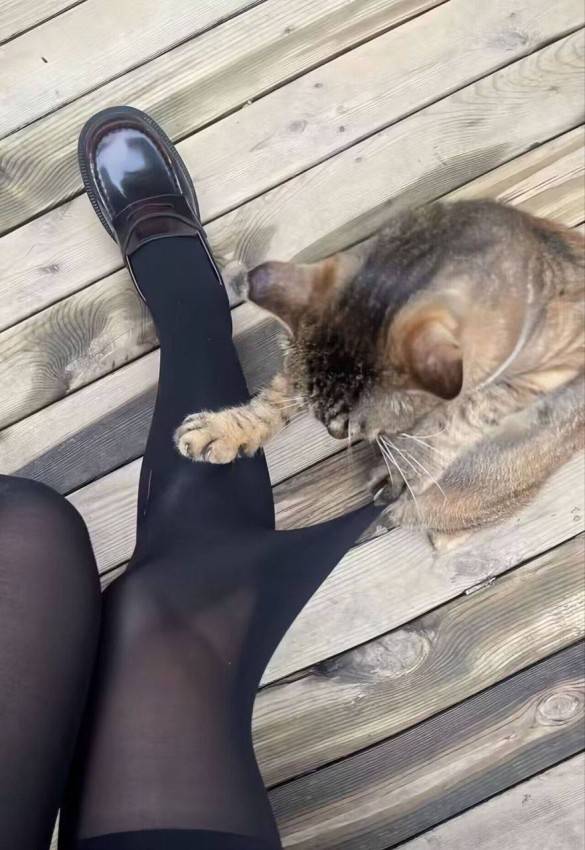 *Котокогти и женские колготки*