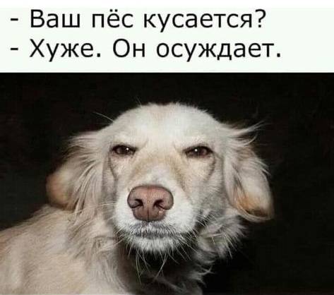 – Ваш пёс кусается?
– Хуже. Он осуждает.