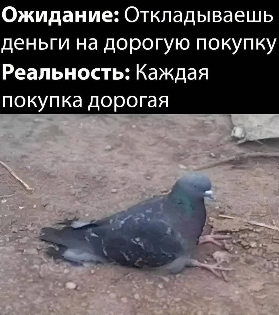 Ожидание: Откладываешь деньги на дорогую покупку.
Реальность: Каждая покупка дорогая.