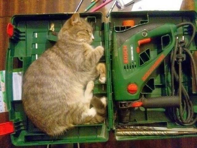 *Котоинструмент*