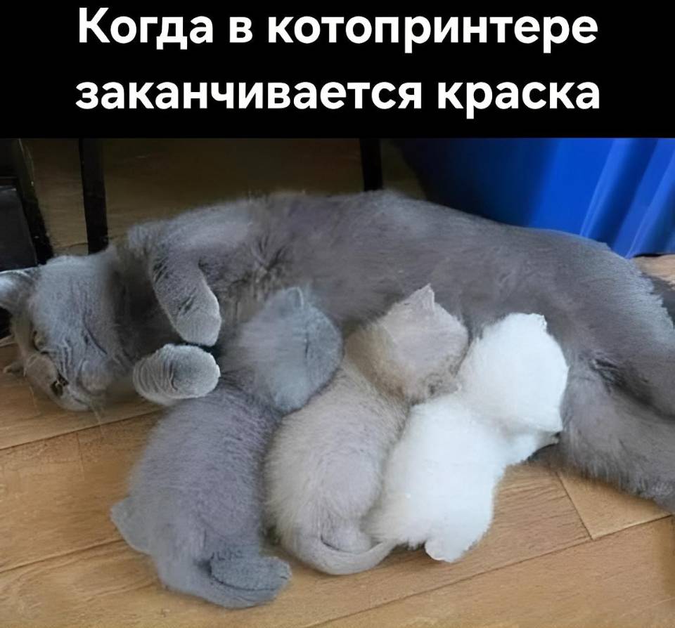 *Когда в котопринтере заканчивается краска*