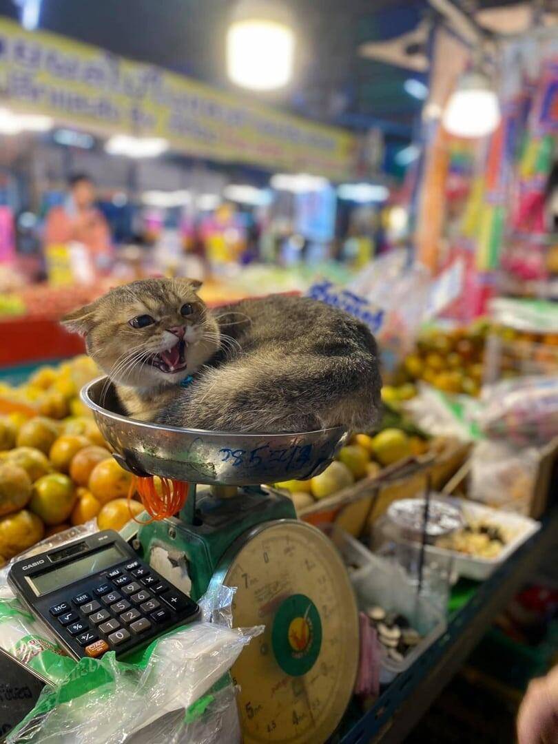 *Котовзвешивание*