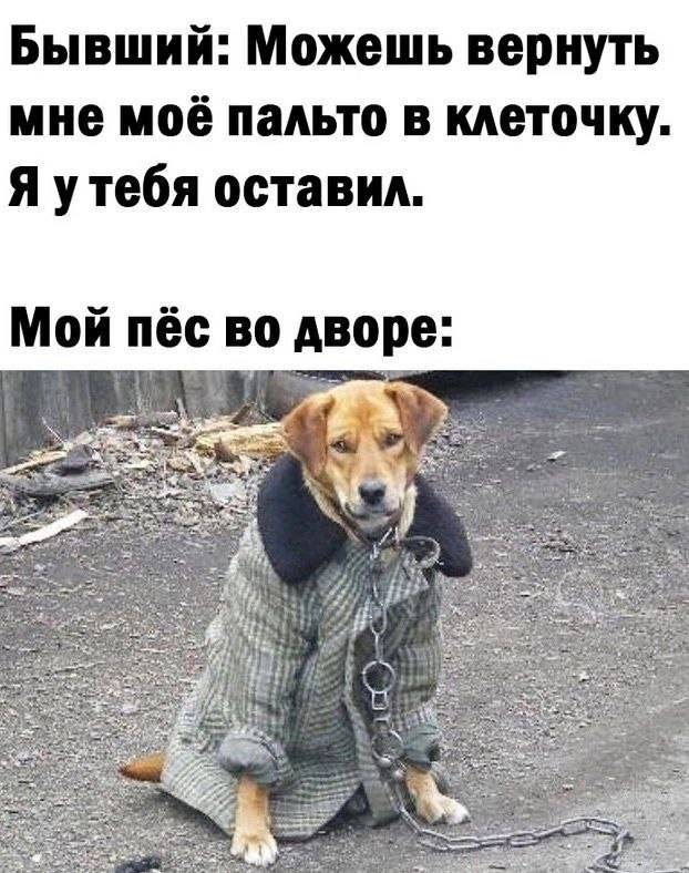 Бывший: Можешь вернуть мне моё пальто в клеточку. Я у тебя оставил.
*Мой пёс во дворе*