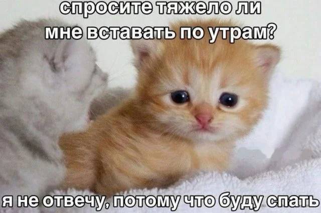 Спросите у меня, тяжело ли мне вставать по утрам? Я не отвечу, потому что буду спать...