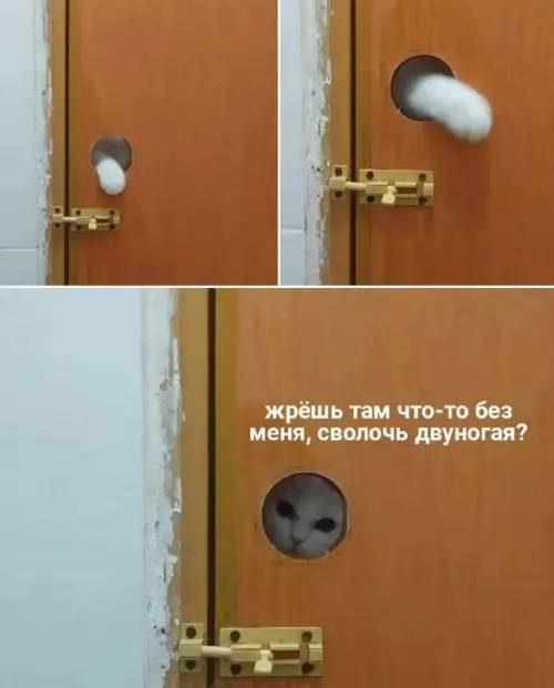 Жрёшь там что-то без меня, сволочь двуногая?
