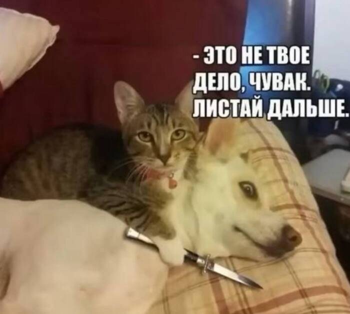 Кот с ножом:
– Это не твое дело, чувак, листай дальше...