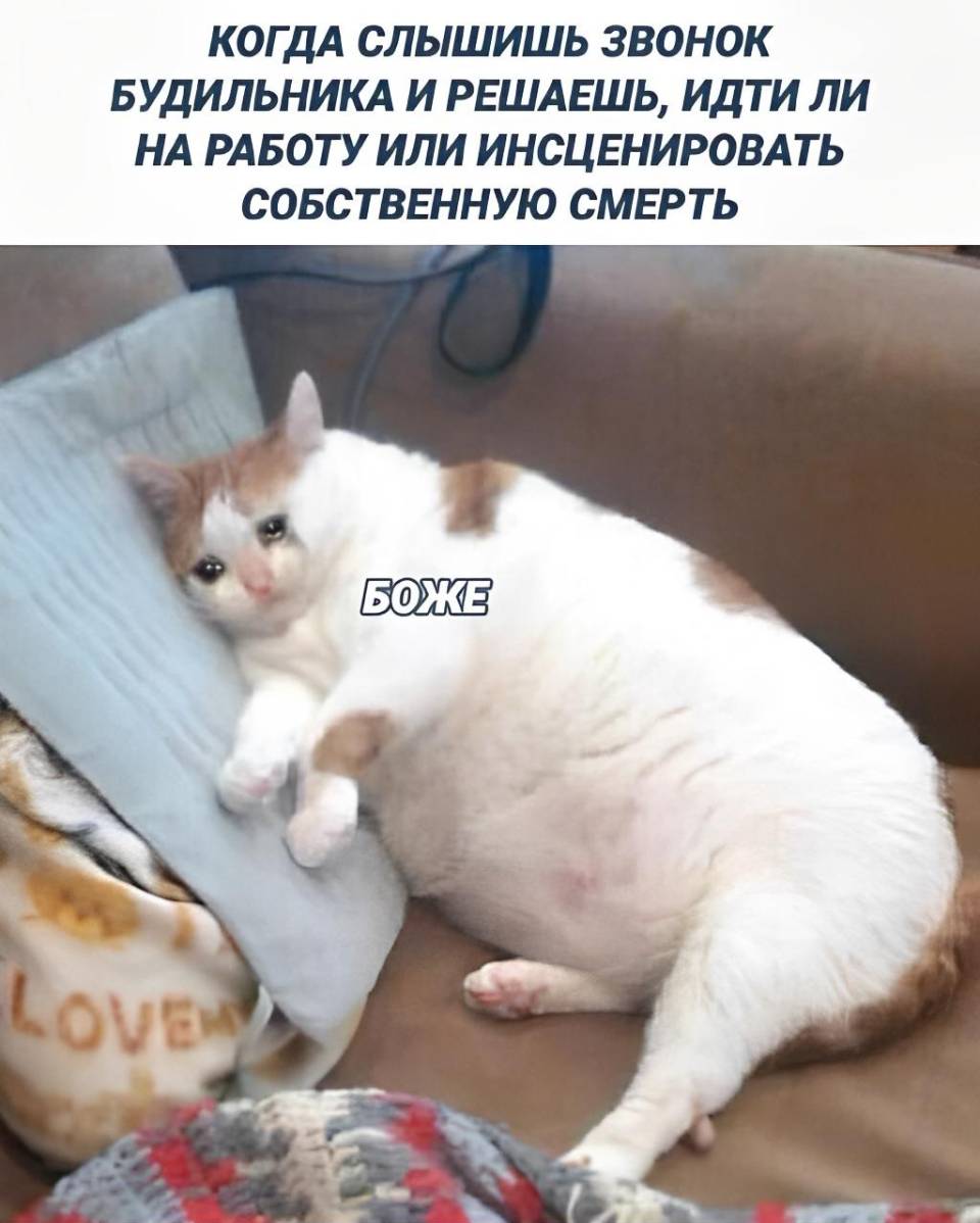 *КОГДА СЛЫШИШЬ ЗВОНОК БУДИЛЬНИКА И РЕШАЕШЬ, ИДТИ ЛИ НА РАБОТУ ИЛИ ИНСЦЕНИРОВАТЬ СОБСТВЕННУЮ СМЕРТЬ*