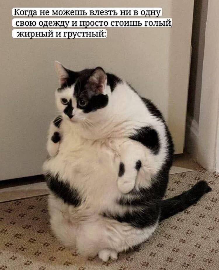 Когда не можешь влезть ни в одну свою одежду и просто стоишь голый, жирный и грустный...