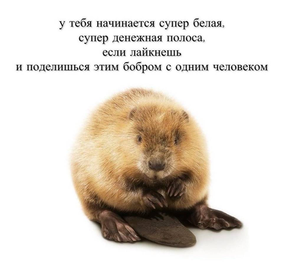 У тебя начинается супер белая, супер денежная полоса, если лайкнешь и поделишься этим бобром с одним человеком!