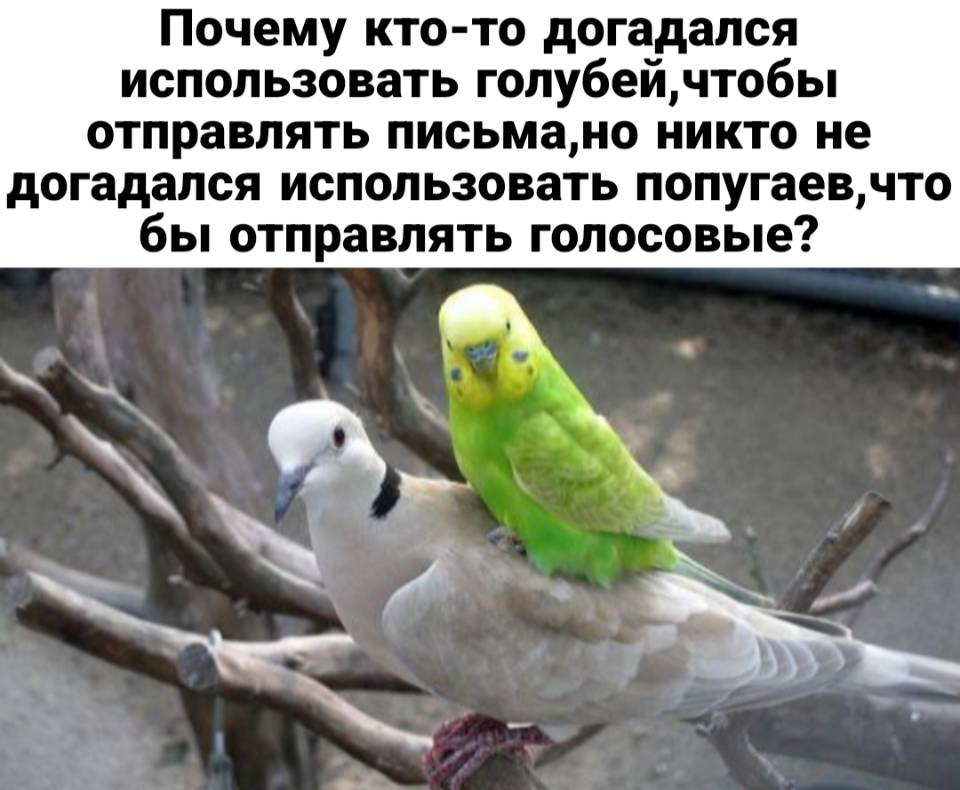 Почему кто-то догадался использовать голубей, чтобы отправлять письма, но никто не догадался использовать попугаев, что бы отправлять голосовые?