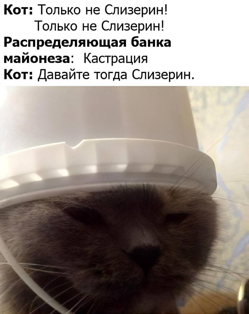 Кот: Только не Слизерин! Только не Слизерин!
Распределяющая банка майонеза: Кастрация.
Кот: Давайте тогда Слизерин.
