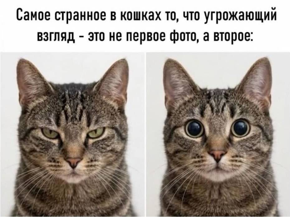Самое странное в кошках то, что угрожающий взгляд – это не первое фото, а второе.