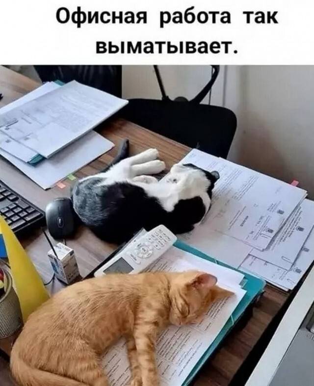Офисная работа | Животные