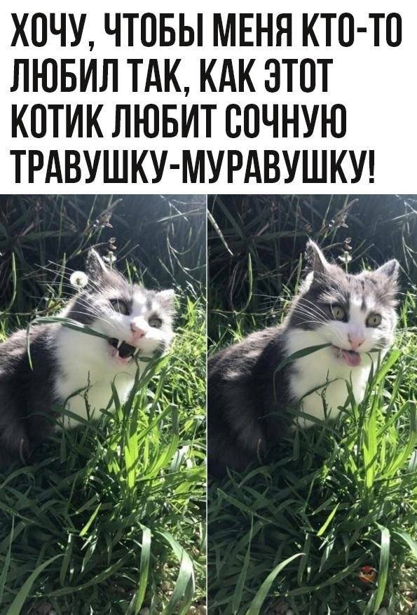 Кот и трава | Животные