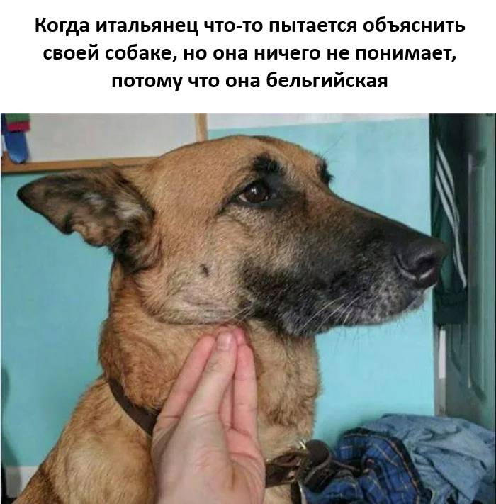 Когда итальянец что-то пытается объяснить своей собаке, но она ничего не понимает, потому что она бельгийская.
