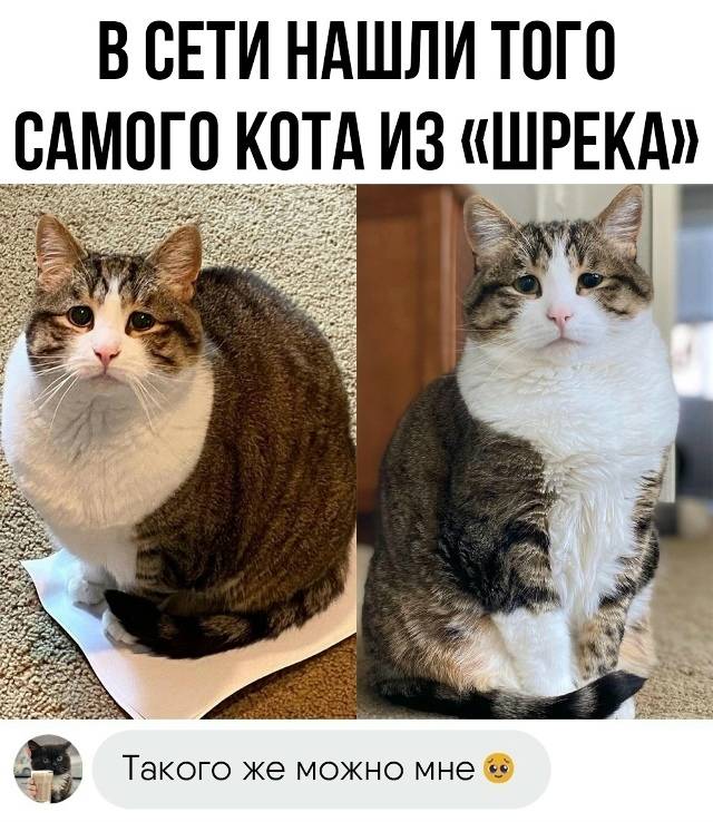 В СЕТИ НАШЛИ ТОГО САМОГО КОТА ИЗ «ШРЕКА»
Такого же можно мне? | Животные