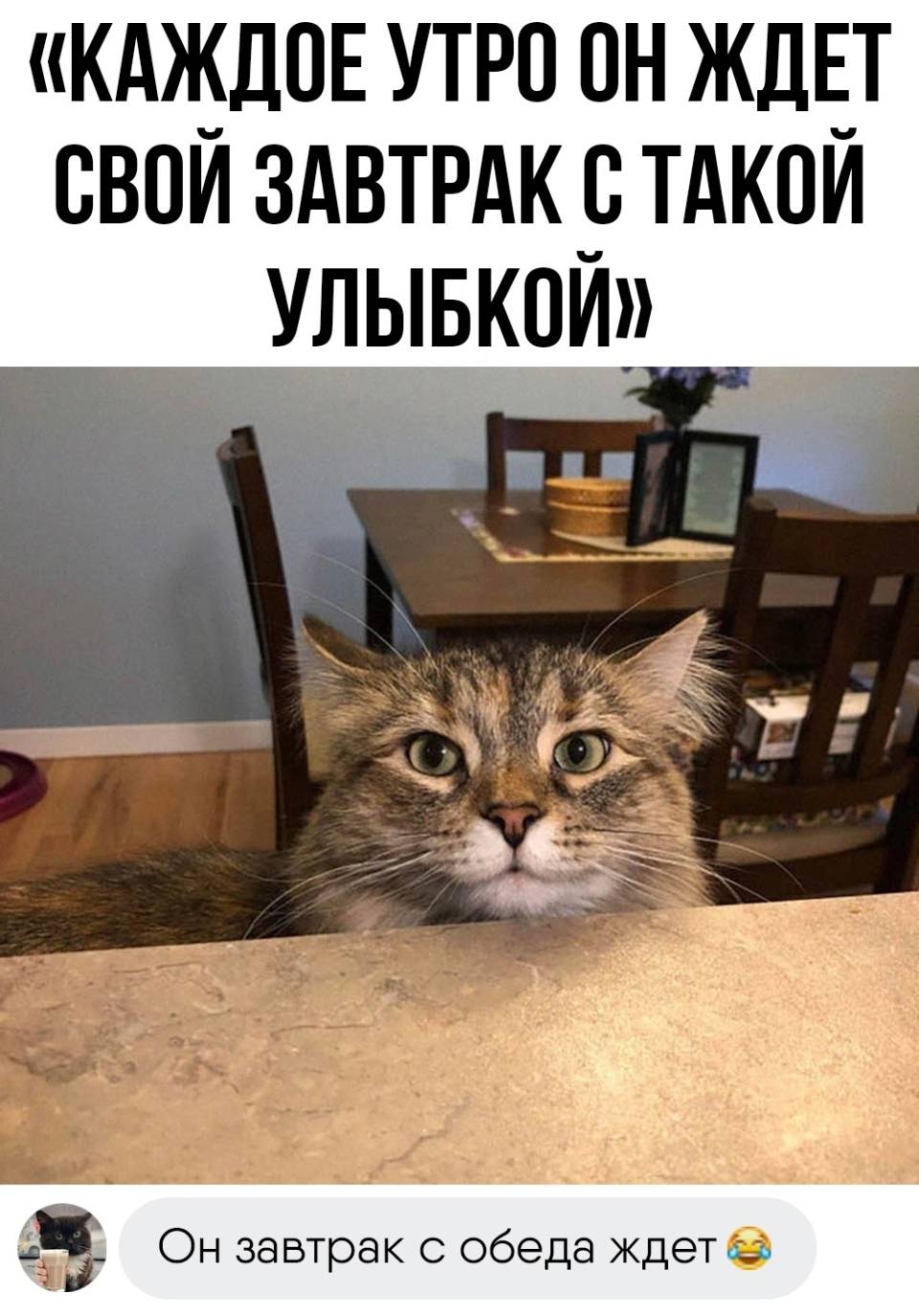 «КАЖДОЕ УТРО ОН ЖДЕТ СВОИ ЗАВТРАК С ТАКОЙ УЛЬБКОИ»
– Он завтрак с обеда ждёт... | Животные