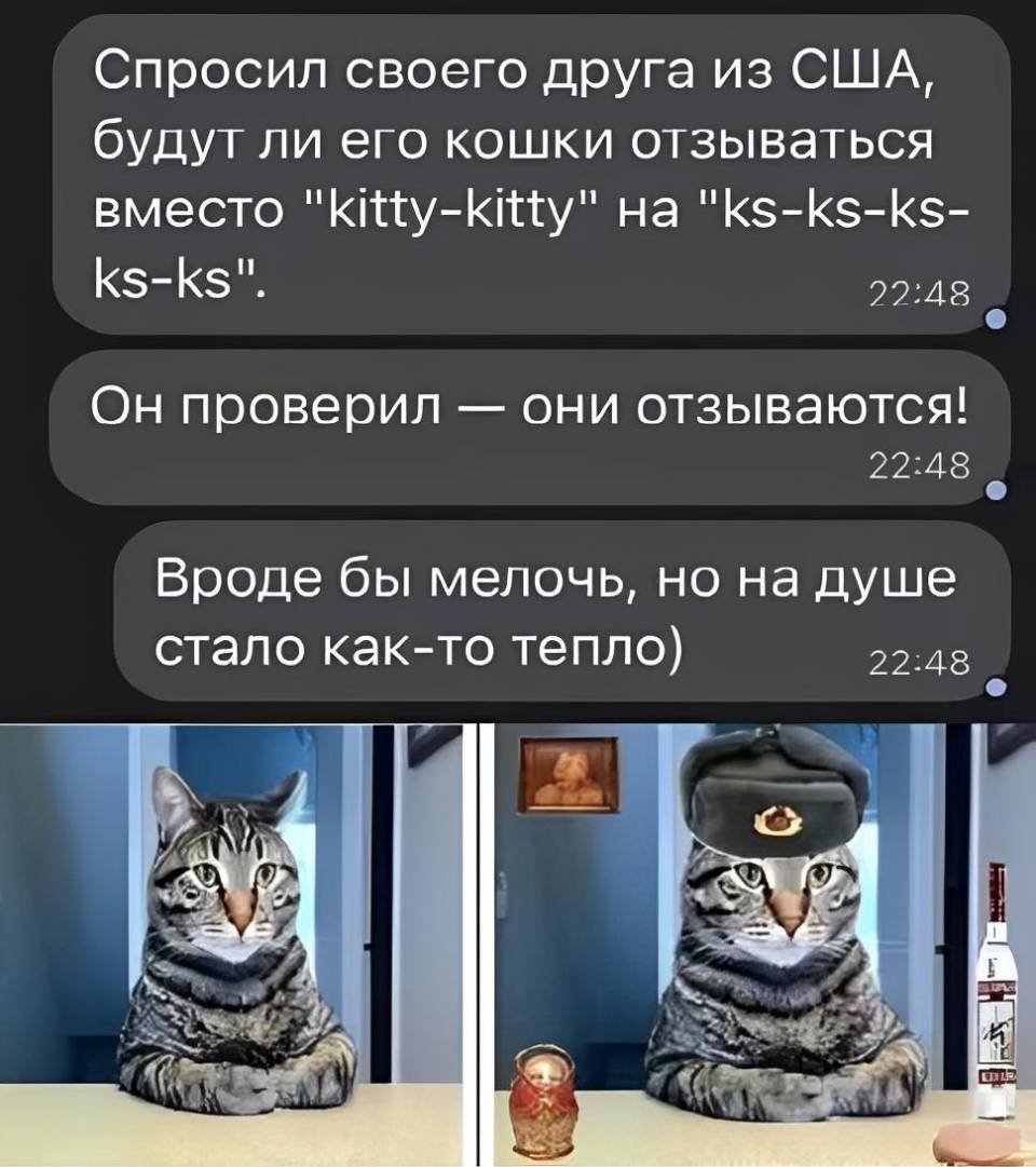 Спросил своего друга из Америки, будут ли его кошки отзываться вместо «kitty-kitty» на «ks-ks-ks-ks-ks». Он проверил — они отзываются! Вроде бы мелочь, но на душе стало как-то приятно.