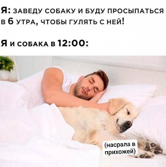 Я: ЗАВЕДУ СОБАКУ И БУДУ ПРОСЫПАТЬСЯ В 6 УТРА, ЧТОБЫ ГУЛЯТЬ С НЕЙ!
Я И СОБАКА В 12:00: *Насрал в прихожей* | Жизненное