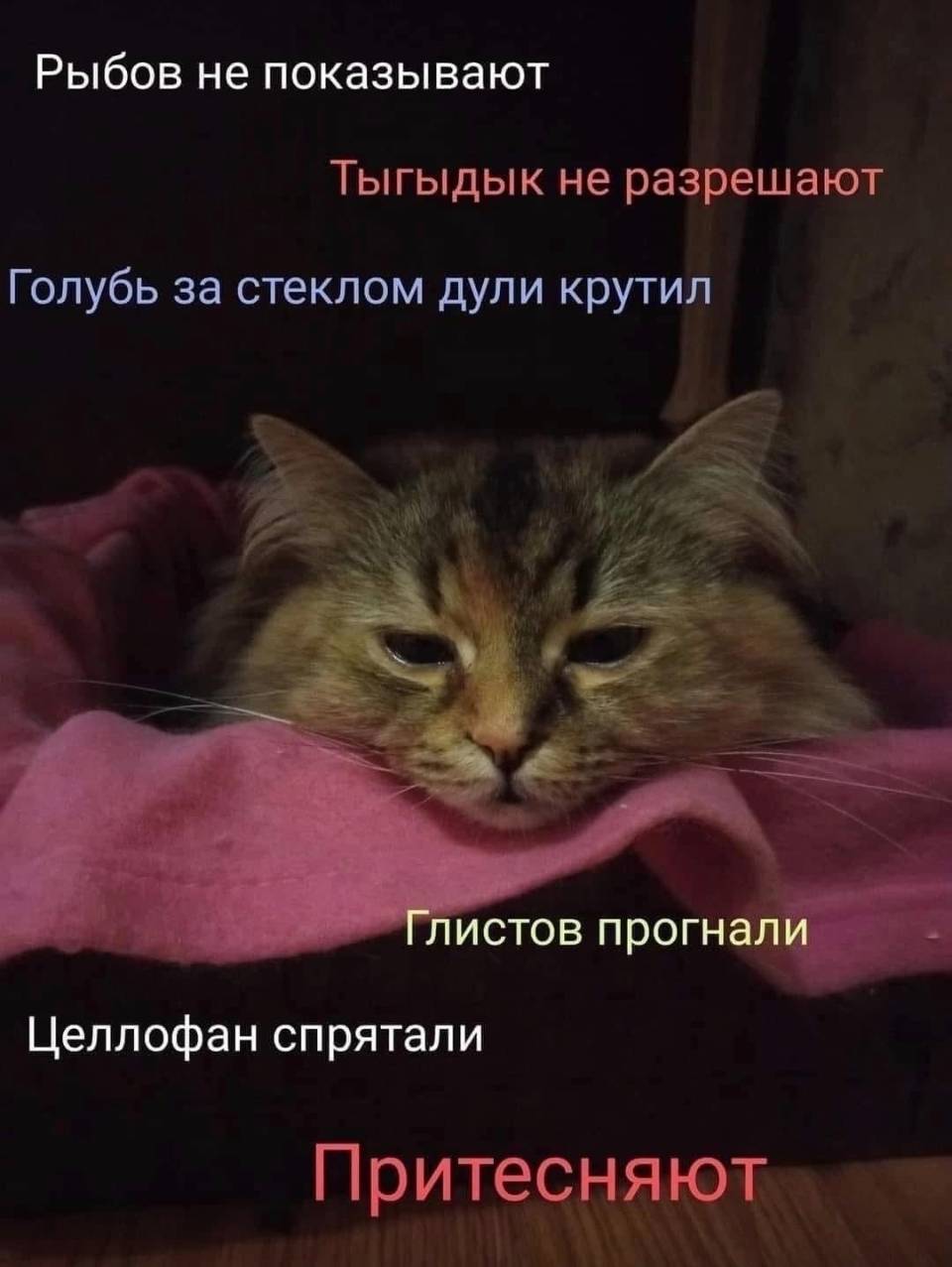 Рыбов не показывают
Тыгыдык не разрешают
Голубь за стеклом дули крутил
Глистов прогнал
Целлофан спрятали
Притесняют | Животные