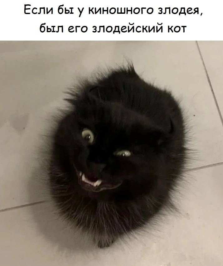 Если бы у киношного злодея, был его злодейский кот. | Животные