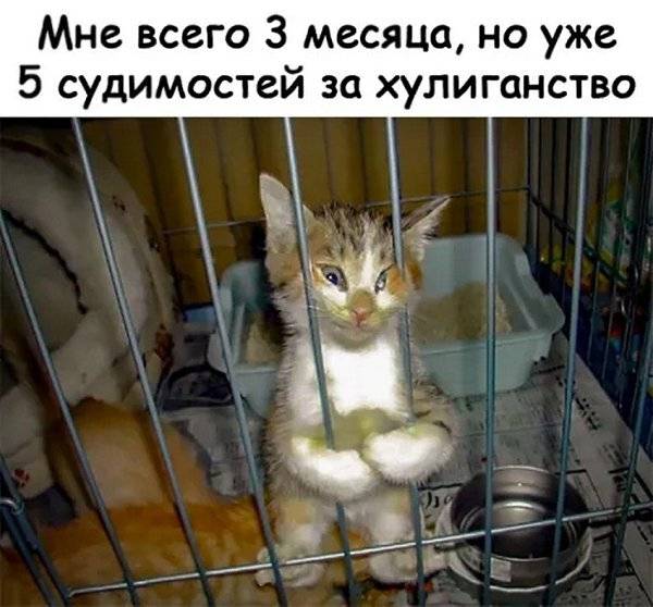 Мне всего 3 месяца, но уже 5 судимостей за хулиганство.