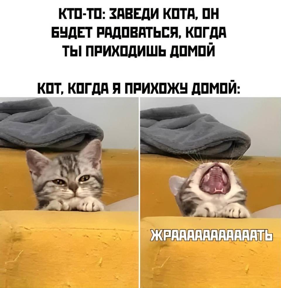 Кто-то: Заведи кота, он будет радоваться, когда ты приходишь домой.
Кот, когда я прихожу домой: Жрааать!